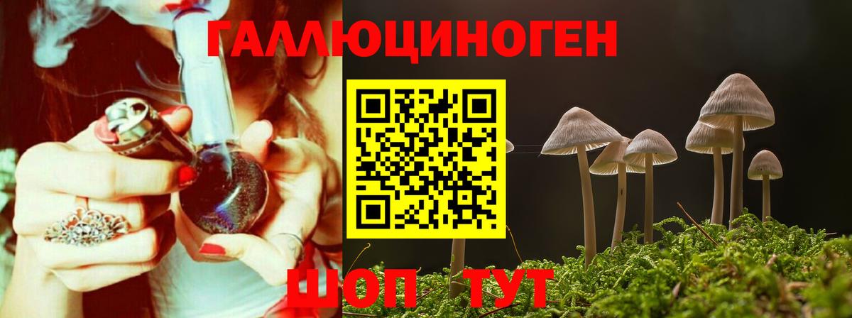 Псилоцибиновые грибы Psilocybe Великий Новгород